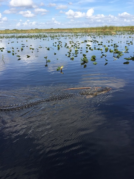 Hydroglisseur dans les Everglades